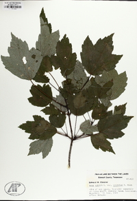 Acer rubrum var. trilobum image