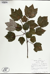 Acer rubrum var. trilobum image