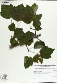 Acer rubrum var. trilobum image