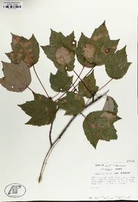 Acer rubrum var. trilobum image