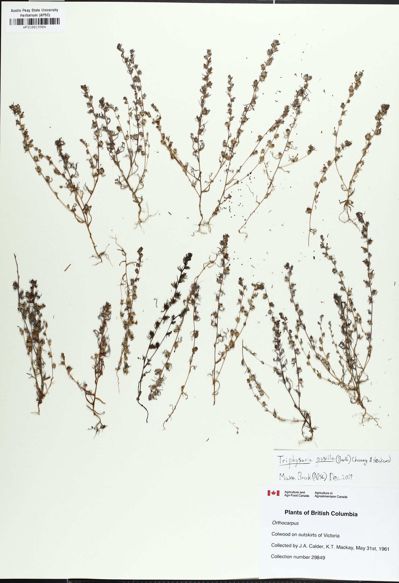 Triphysaria pusilla image