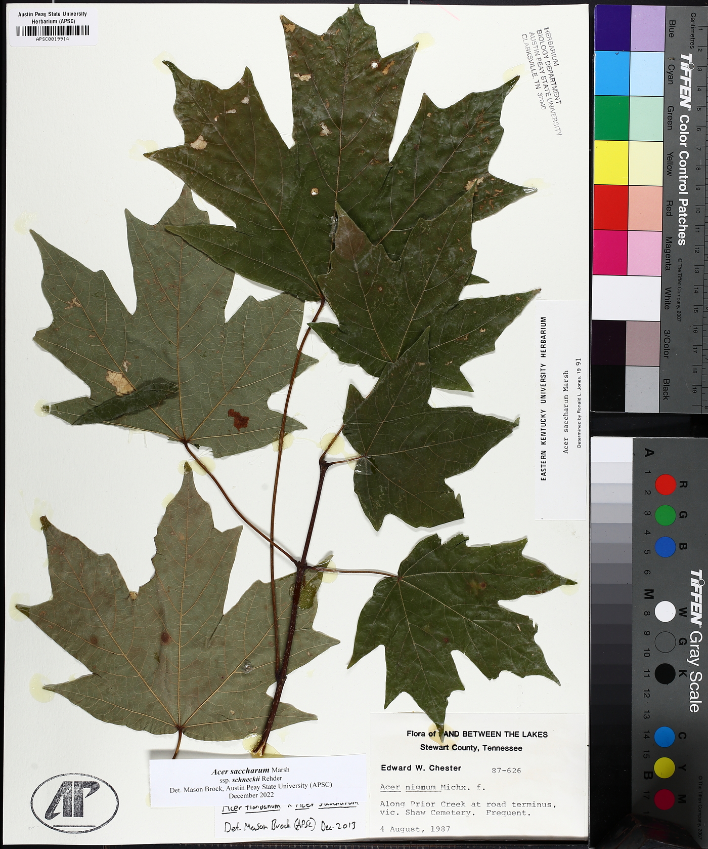 Acer saccharum subsp. schneckii image