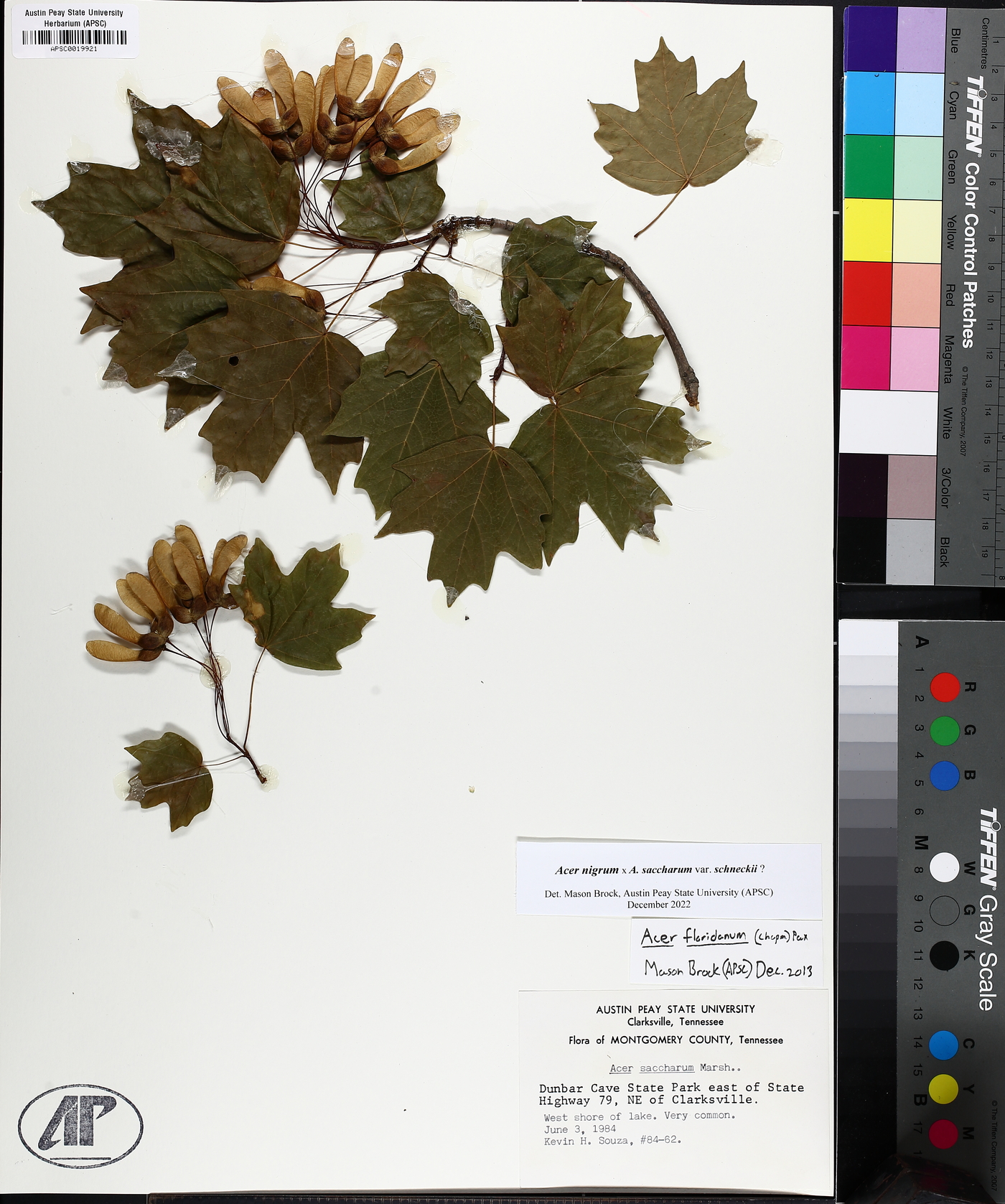 Acer saccharum subsp. schneckii image