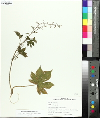 Humulus japonicus image