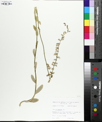 Lobelia appendiculata image