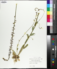 Lobelia appendiculata image