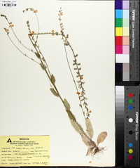 Lobelia appendiculata image