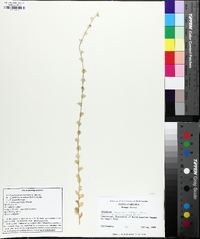 Triodanis perfoliata var. biflora image