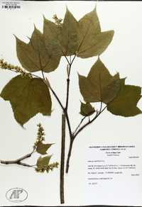 Acer pensylvanicum image