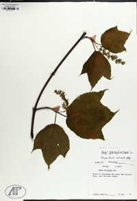 Acer pensylvanicum image