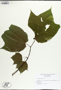 Acer pensylvanicum image