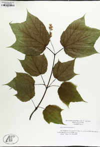 Acer pensylvanicum image