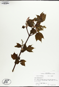 Acer pensylvanicum image