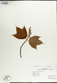 Acer pensylvanicum image