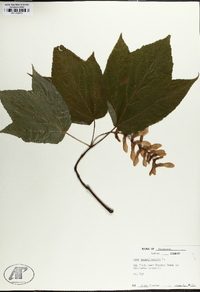 Acer pensylvanicum image