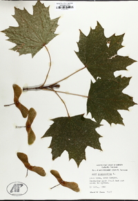 Acer platanoides image