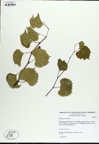 Vitis rupestris image