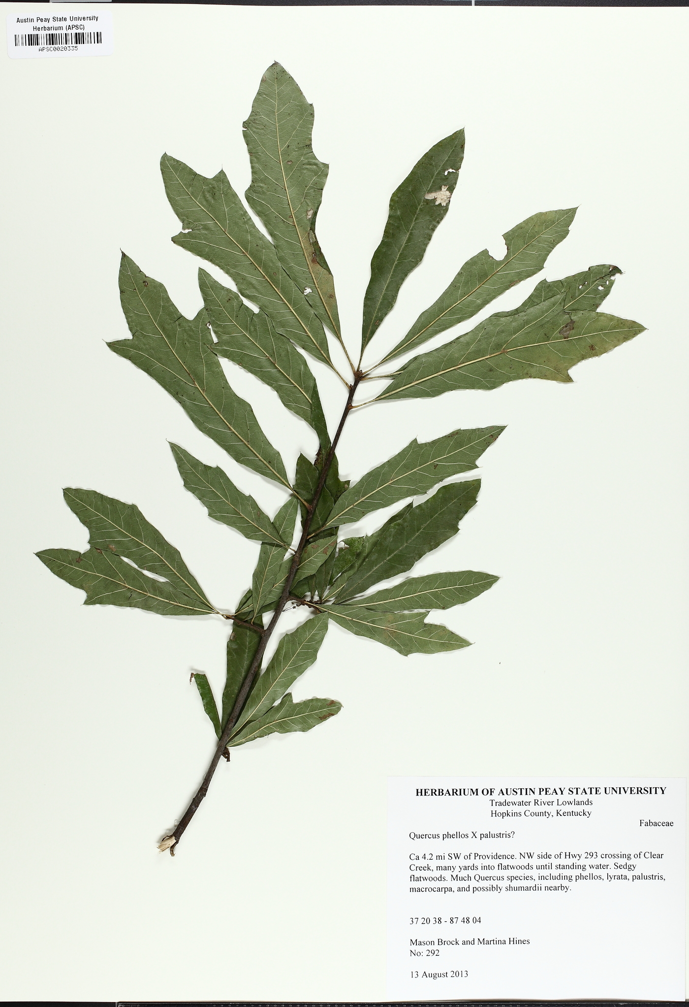 Quercus x schochiana image