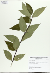 Cornus amomum subsp. obliqua image