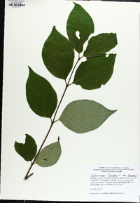 Calycanthus floridus image