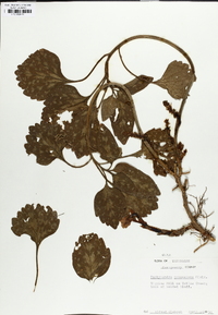 Pachysandra procumbens image