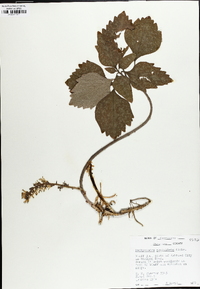 Pachysandra procumbens image