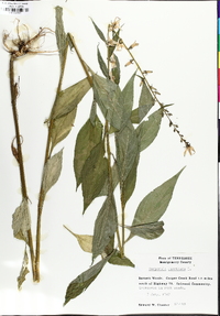 Campanulastrum americanum image