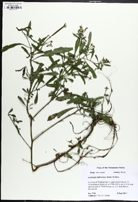 Ludwigia leptocarpa image