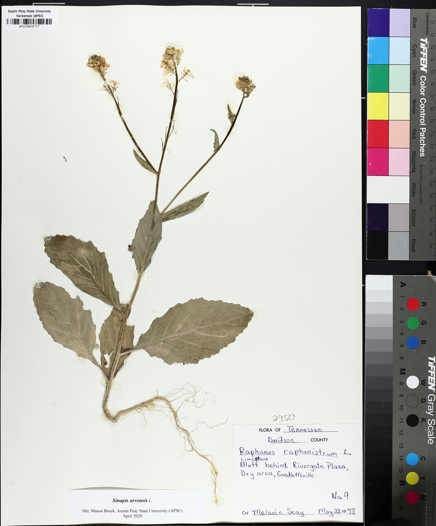 Rhamphospermum arvense image