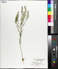 Lepidium densiflorum image