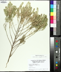 Lepidium densiflorum image