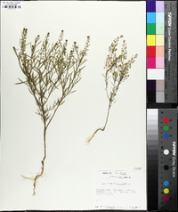 Lepidium densiflorum image