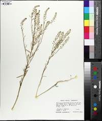 Lepidium densiflorum image