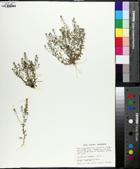 Draba brachycarpa image