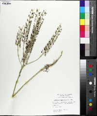 Lepidium campestre image