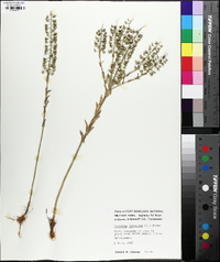 Lepidium campestre image