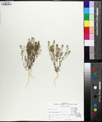 Draba brachycarpa image