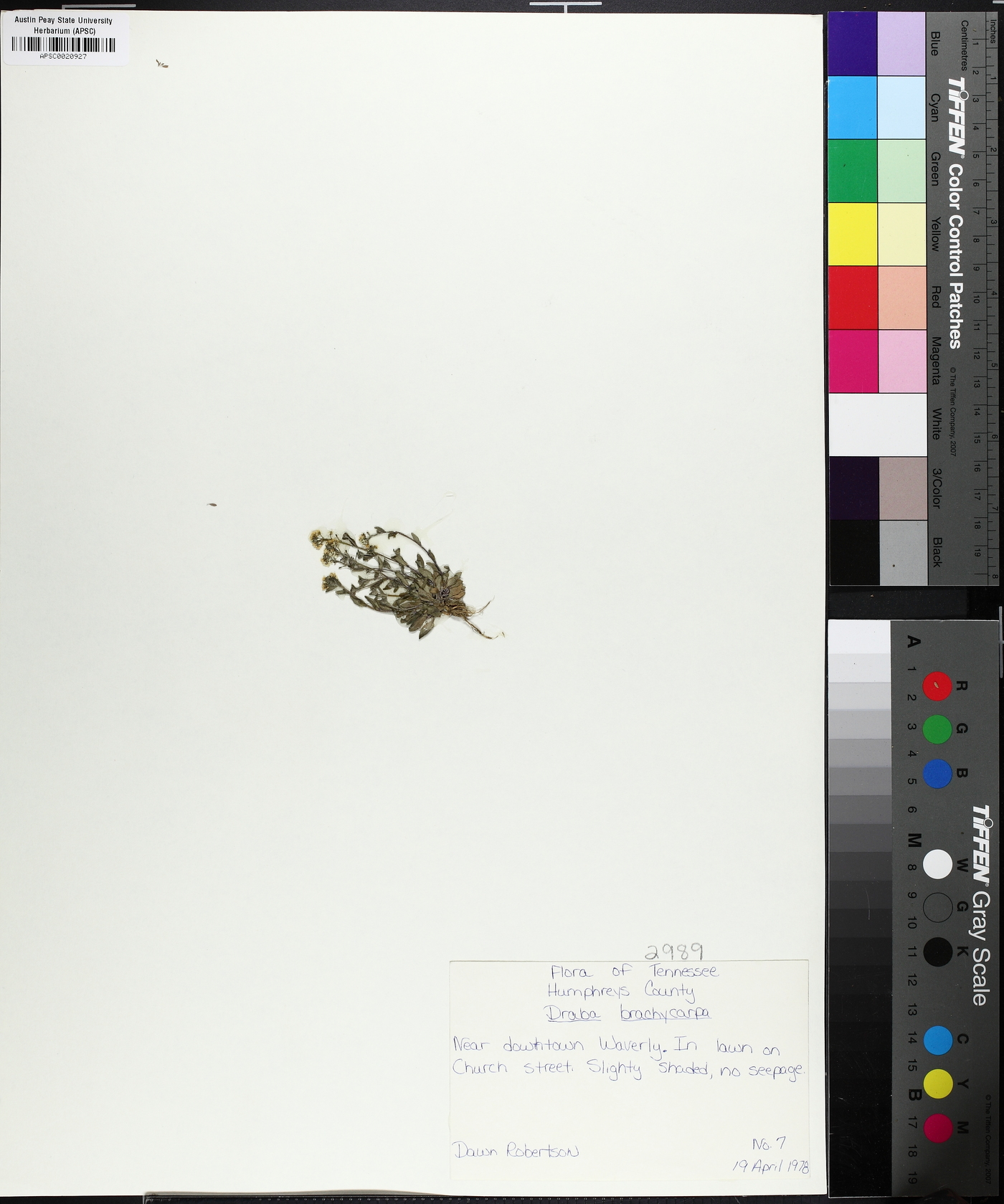 Draba brachycarpa image