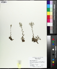 Draba ramosissima image