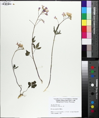 Cardamine angustata image