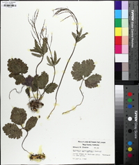 Cardamine angustata image