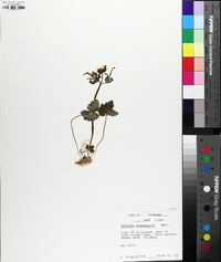 Cardamine angustata image