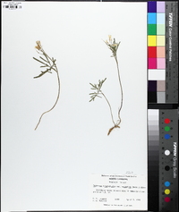 Cardamine dissecta image