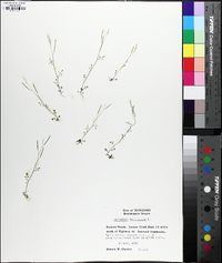 Cardamine parviflora image