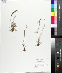 Cardamine parviflora image