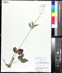 Cardamine diphylla image