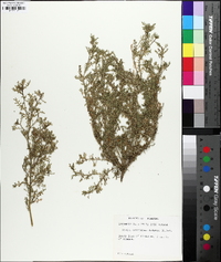 Lepidium didymum image