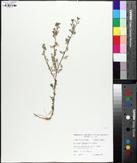 Lepidium didymum image