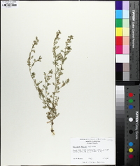 Lepidium didymum image