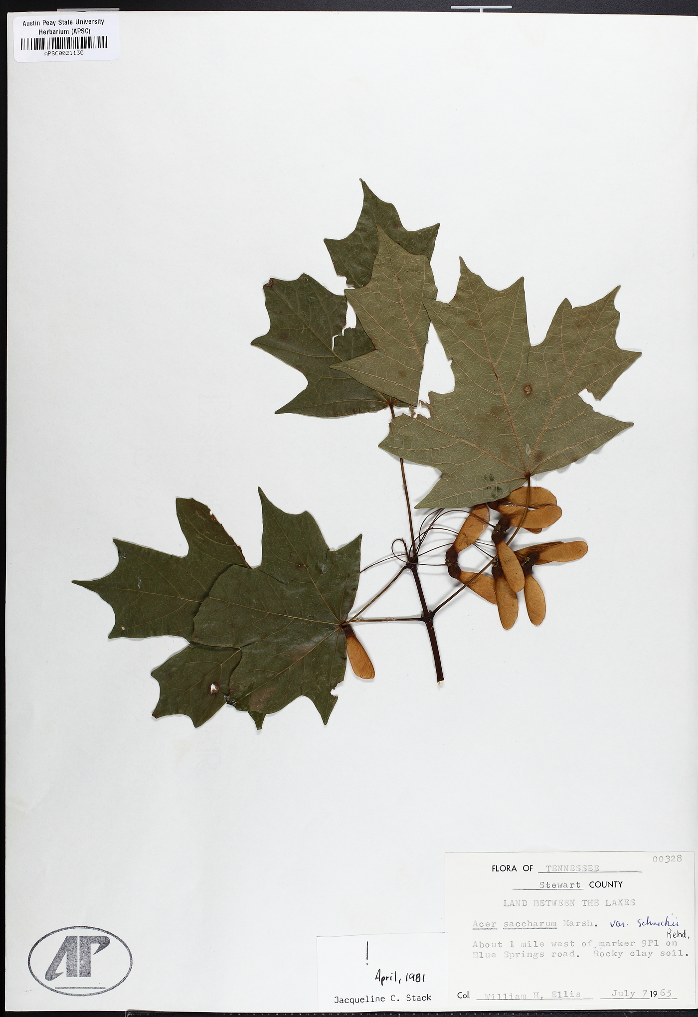 Acer saccharum var. schneckii image